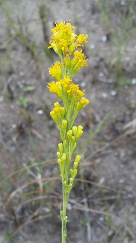 Florida Keys Goldenrod (Solidago chrysopsis)
