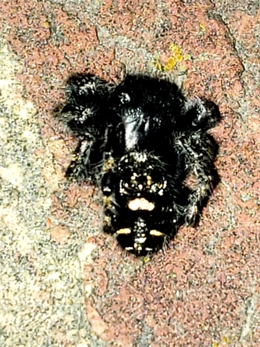 Bold Jumping Spider photographed in West Virginia