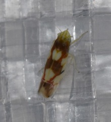 Erythroneura elegans