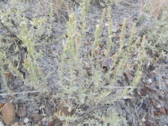 Atriplex gardneri