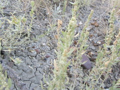 Atriplex gardneri