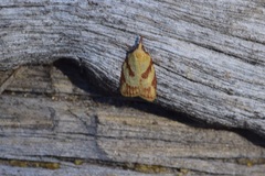 Sparganothis senecionana