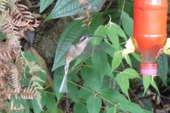 Phaethornis malaris