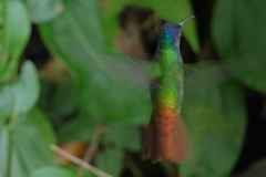 Chrysuronia oenone