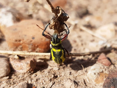 Naupactus sulphurifer