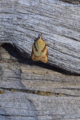 Sparganothis senecionana