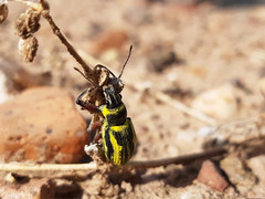 Naupactus sulphurifer