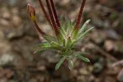 Leptosiphon latisectus