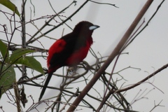 Ramphocelus melanogaster