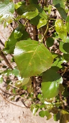 Populus nigra