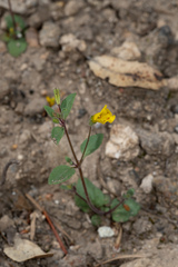 Erythranthe pulsiferae