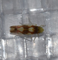 Erythroneura elegans