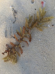 Sargassum natans