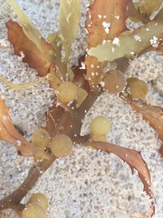 Sargassum natans