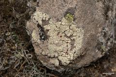 Ophioparma rubricosa