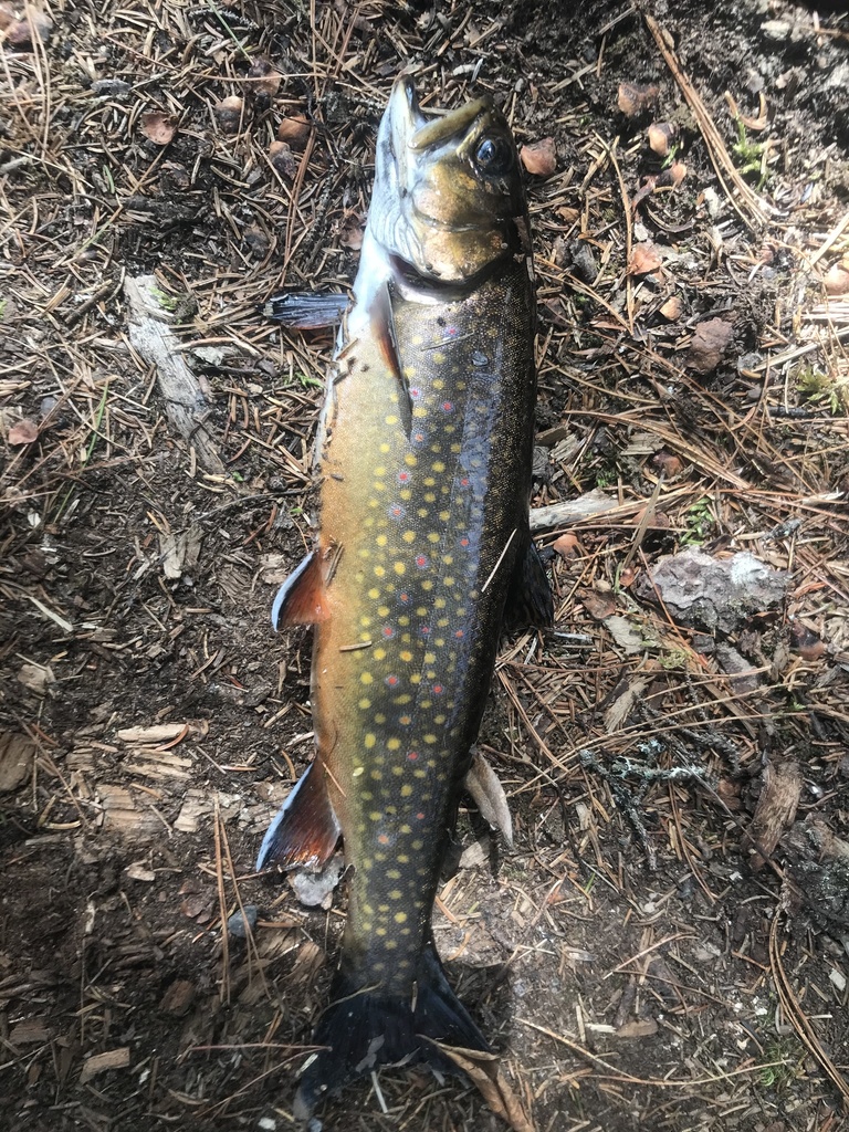 Brook Trout from River, Aspen, NS, CA on June 03, 2021 at 0340