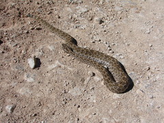 Crotalus polystictus