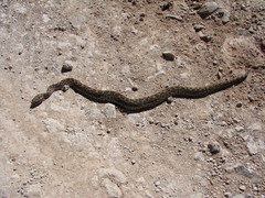 Crotalus polystictus