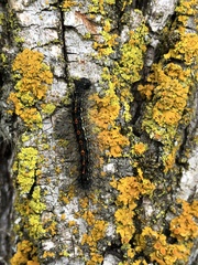 Lymantria dispar