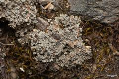 Trapeliopsis glaucopholis