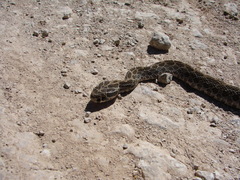 Crotalus polystictus