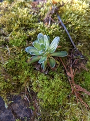 Saxifraga paniculata