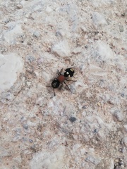 Ronisia barbarula