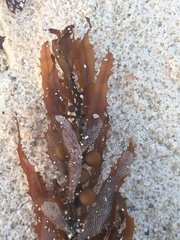Sargassum natans