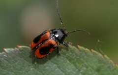 Cryptocephalus bipunctatus