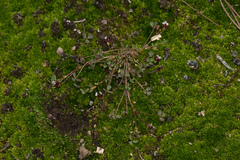 Trifolium variegatum geminiflorum