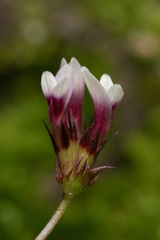 Trifolium variegatum geminiflorum