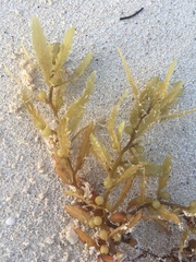 Sargassum natans