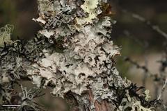 Platismatia wheeleri