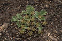 Lomatium repostum