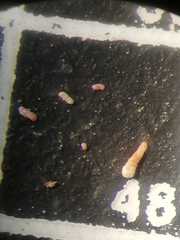 Ammotium fragile
