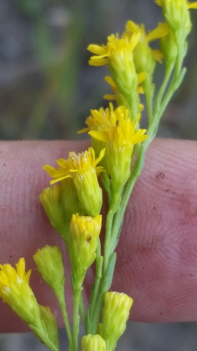 Image of Solidago chrysopsis by (c) Jay Horn, some rights reserved (CC BY)