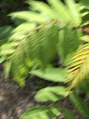 Rhus typhina