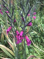 Gladiolus communis