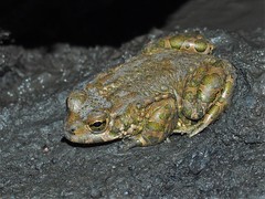 Bufotes viridis viridis