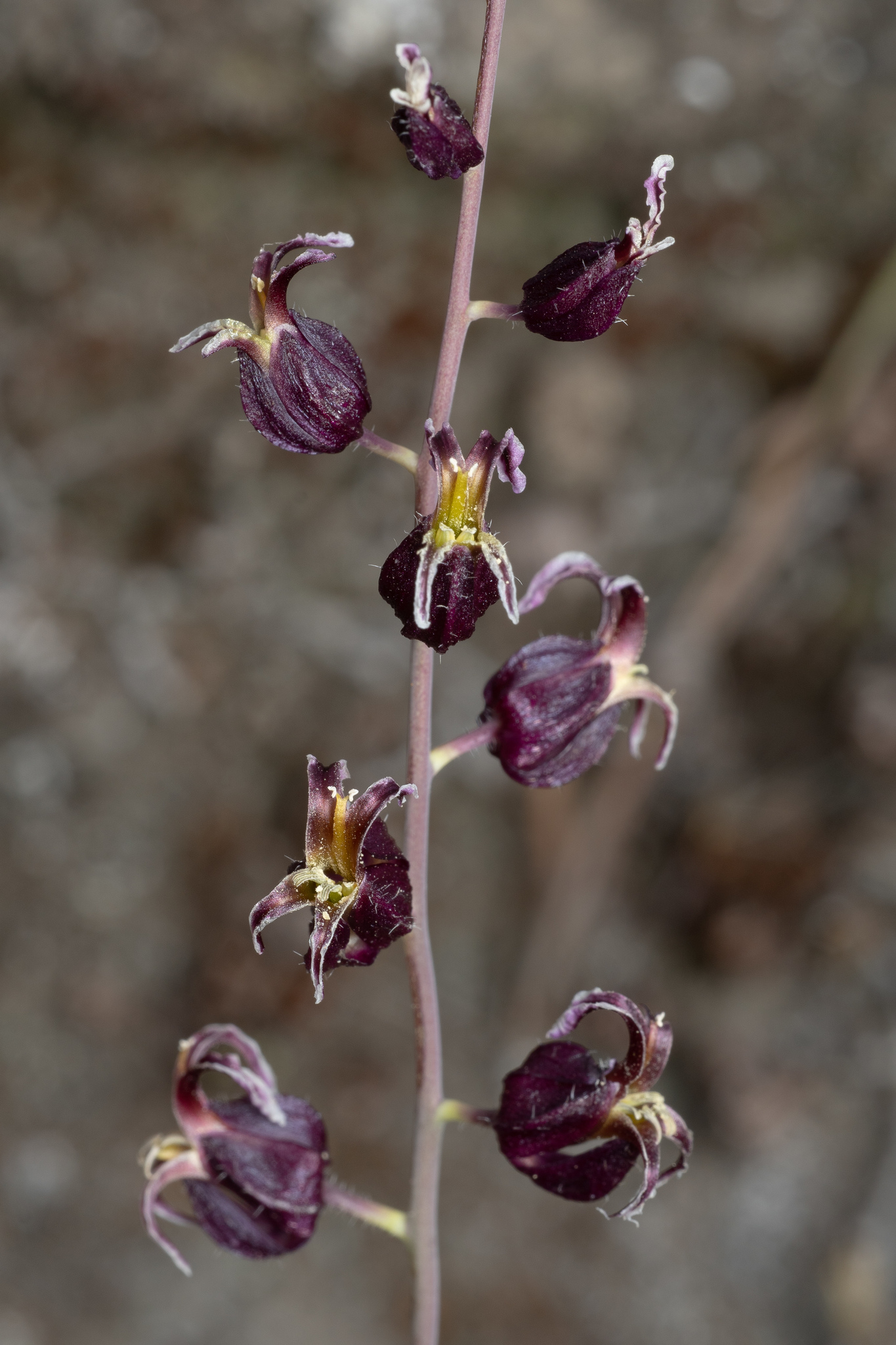 Streptanthus glandulosus ssp. glandulosus