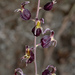 Streptanthus glandulosus glandulosus - Photo 由 Nicolas Arms 所上傳的 (c) Nicolas Arms，保留部份權利CC BY-NC