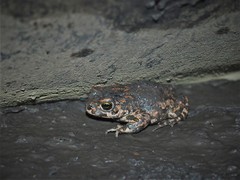 Bufotes viridis viridis