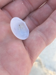 Divalinga quadrisulcata