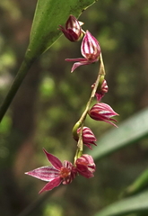 Pleurothallis lindenii
