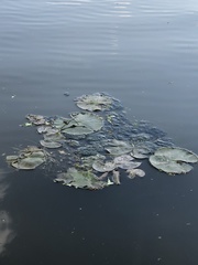 Nymphaeaceae