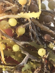 Sargassum natans