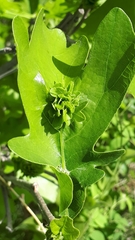 Andricus foliaformis