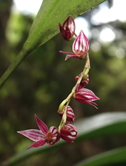 Pleurothallis lindenii