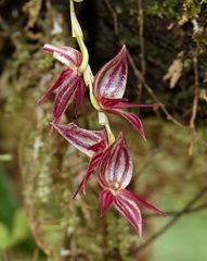 Pleurothallis lindenii