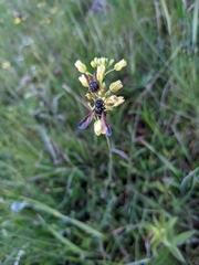 Pamphilioidea